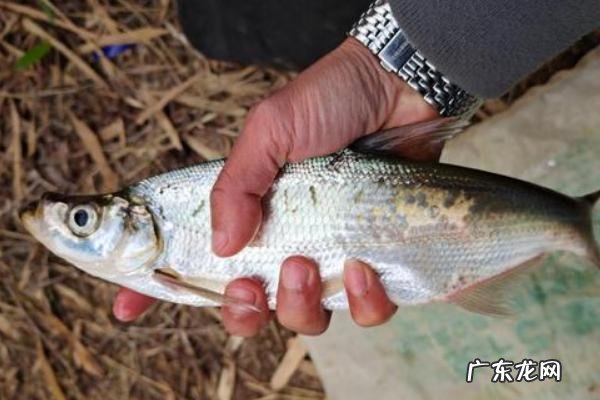 翘嘴鱼苗一年能长多大