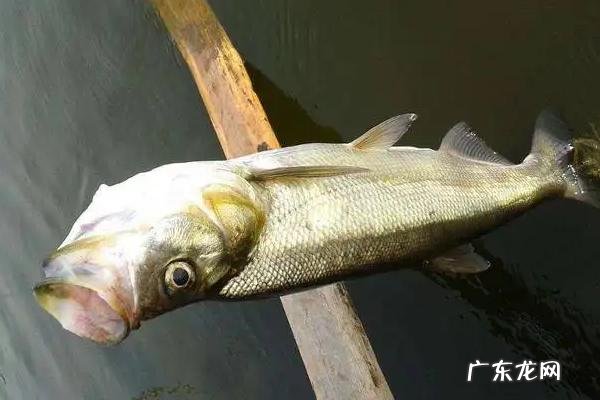 翘嘴鱼苗一年能长多大