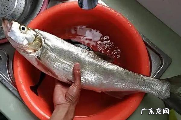 翘嘴鱼苗一年能长多大