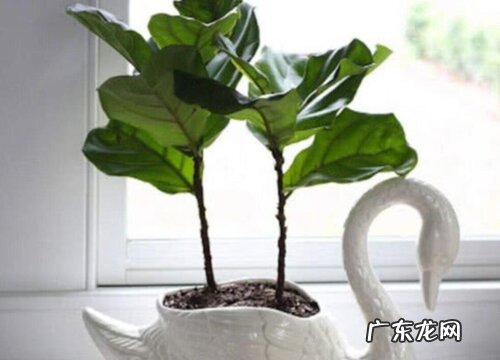 琴叶榕夏天怎么养护生长旺盛