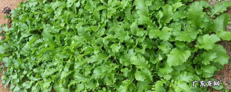 雪菜和梅干菜的区别