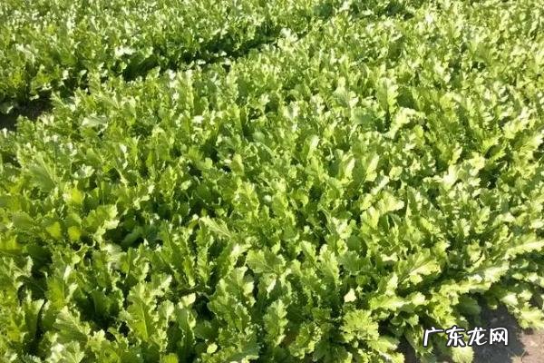 雪菜和梅干菜的区别