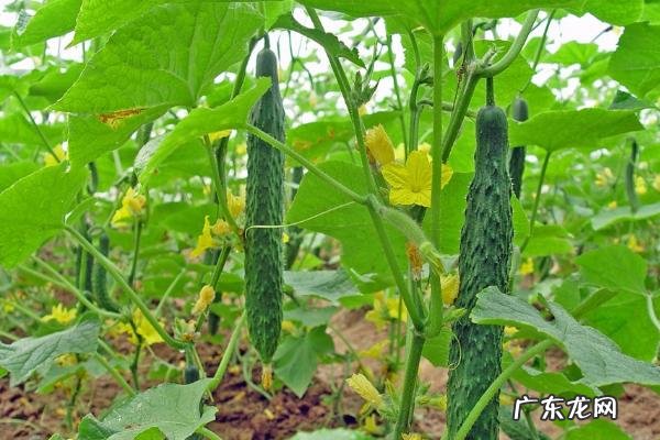 黄瓜需要打叉和打顶、打须子吗