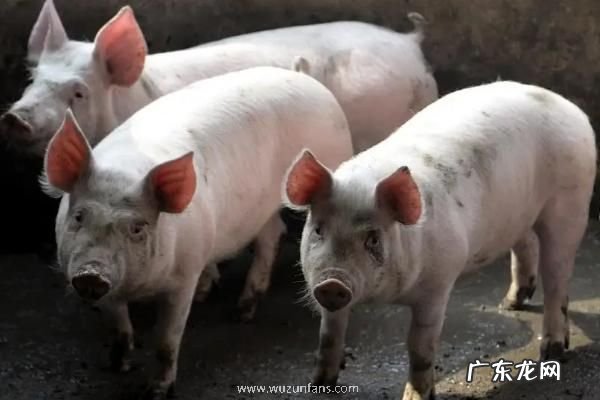 猪瘟注射什么药治疗快