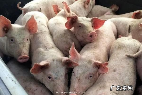 猪瘟注射什么药治疗快