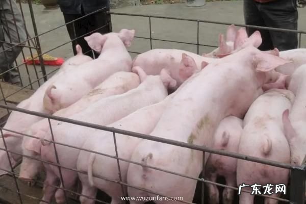 猪瘟注射什么药治疗快