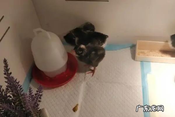 小鸡需要喝水吗