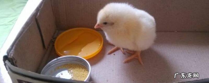 小鸡需要喝水吗