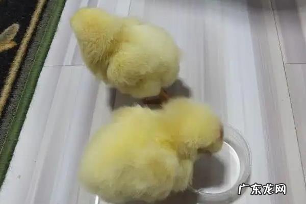 小鸡需要喝水吗