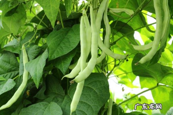 二月至三月种什么蔬菜