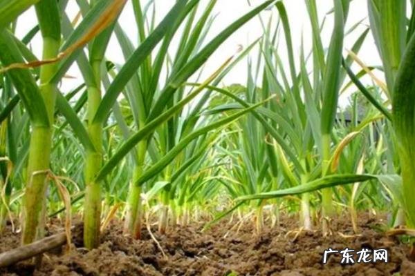 二月至三月种什么蔬菜