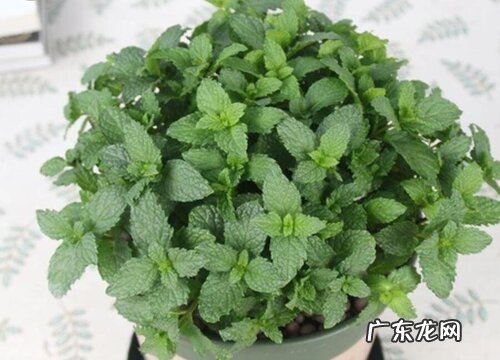 薄荷扦插生根最快方法 春天薄荷扦插几天生根
