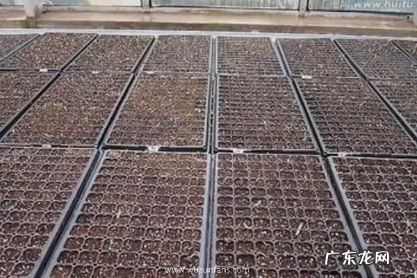 辣椒育苗时间和方法