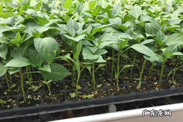 辣椒育苗时间和方法