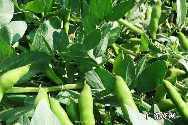 秋天适合种什么农作物