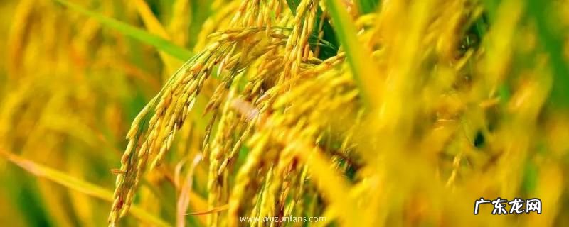 秋天适合种什么农作物