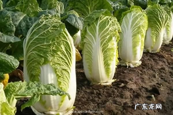 秋天适合种什么农作物