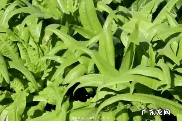 秋天适合种什么农作物