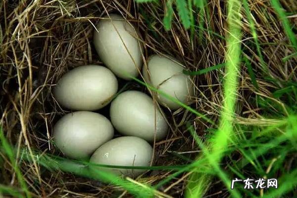 野鸭蛋能吃吗