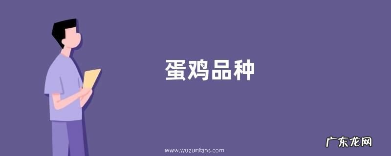 蛋鸡品种