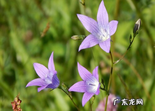 桔梗种植条件 种植地区和生长环境