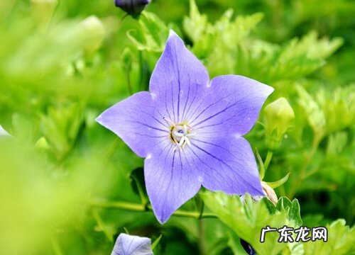 桔梗种植条件 种植地区和生长环境