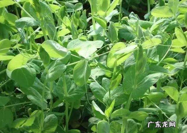 荷兰豆种植时间和栽培方法 荷兰豆怎么种植产量高