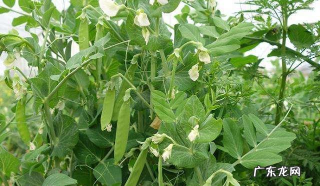 荷兰豆种植时间和栽培方法 荷兰豆怎么种植产量高