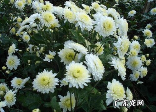 烧五七应该买什么花,有什么讲究 五七都买什么鲜花