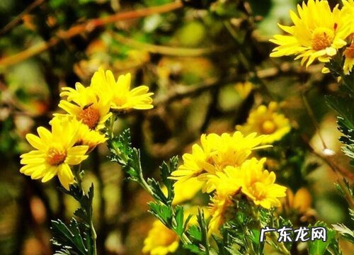 烧五七应该买什么花,有什么讲究 五七都买什么鲜花