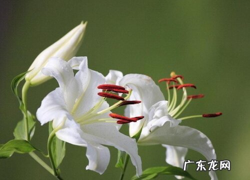 烧五七应该买什么花,有什么讲究 五七都买什么鲜花