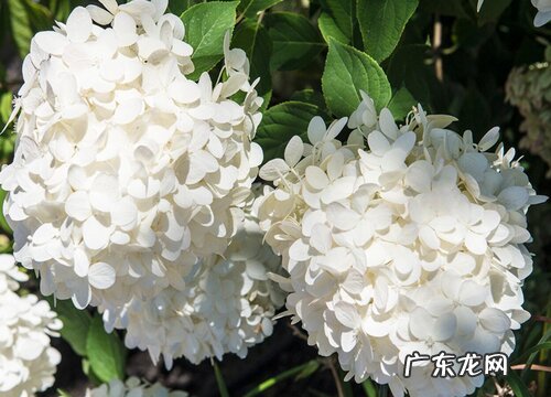 烧五七应该买什么花,有什么讲究 五七都买什么鲜花