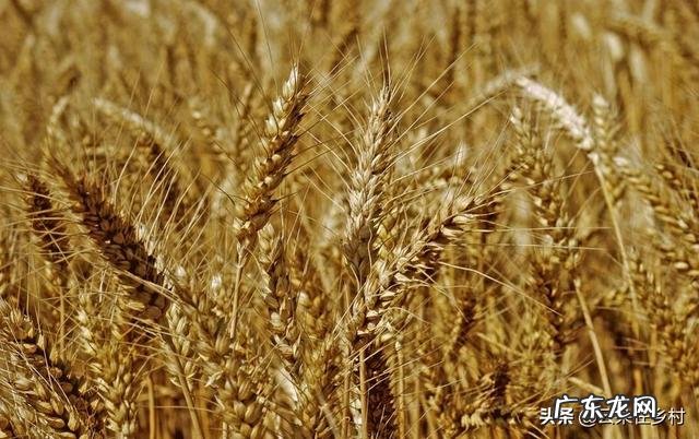 价格上涨范围扩大增加农民收入 当前小麦价格是涨是落