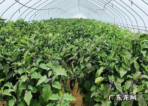 植株矮小生长缓慢怎么处理 辣椒长势不明显如何解决