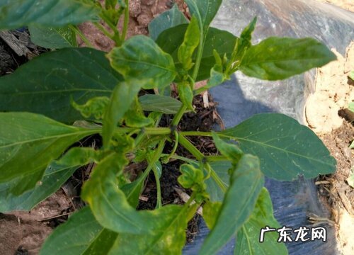 植株矮小生长缓慢怎么处理 辣椒长势不明显如何解决