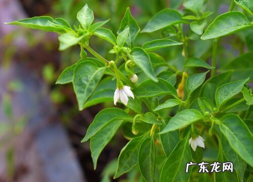 植株矮小生长缓慢怎么处理 辣椒长势不明显如何解决