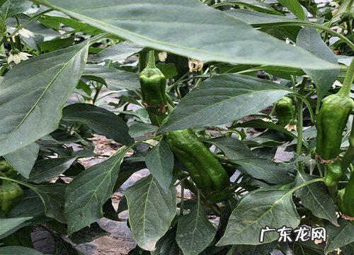 植株矮小生长缓慢怎么处理 辣椒长势不明显如何解决