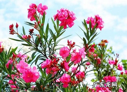 夹竹桃是什么植物