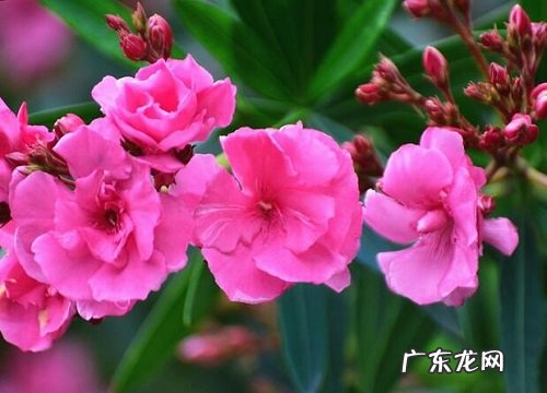 夹竹桃是什么植物