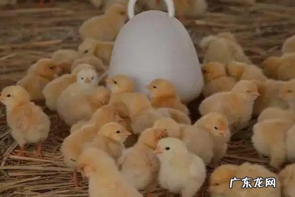 小鸡出壳多久可以喂食喂水