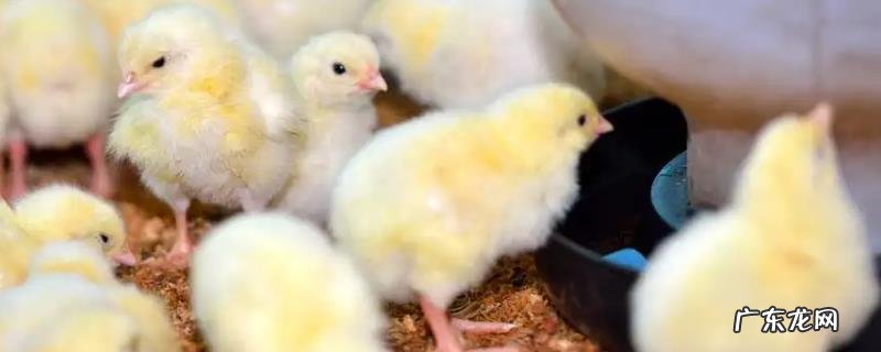 小鸡出壳多久可以喂食喂水