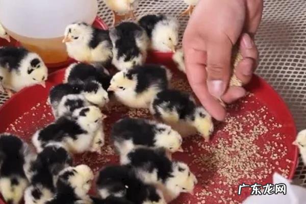 小鸡出壳多久可以喂食喂水