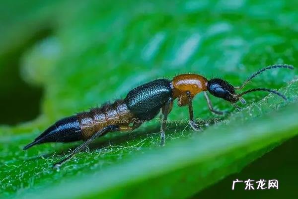 隐翅虫东北有吗