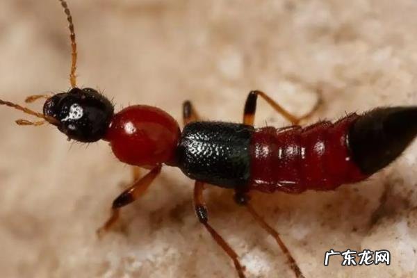 隐翅虫东北有吗