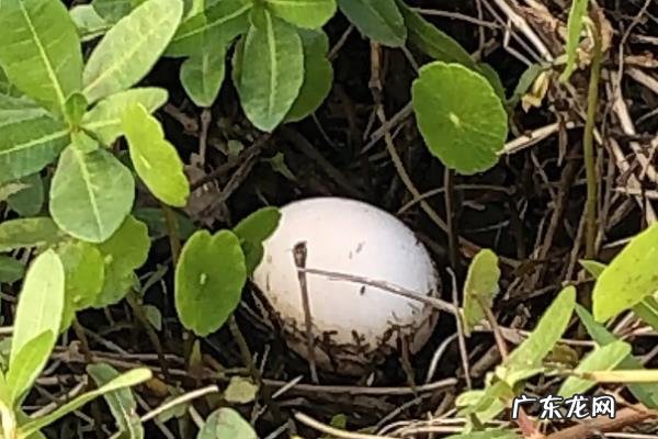 野鸭蛋为什么不能捡