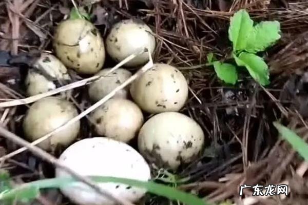 野鸭蛋为什么不能捡