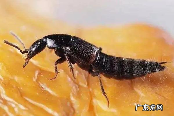 隐翅虫分布在哪些省份