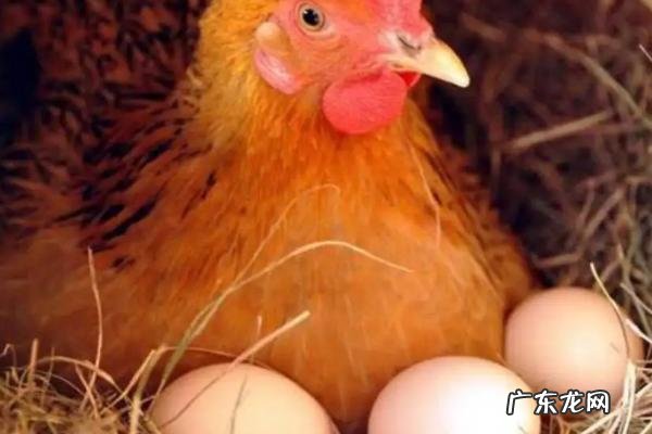 母鸡孵小鸡几天吃一次食物