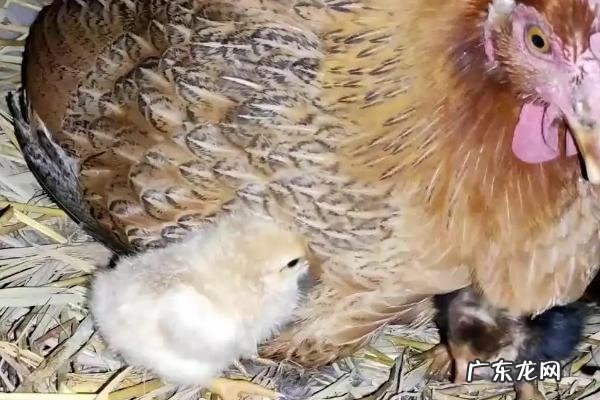 母鸡孵小鸡几天吃一次食物