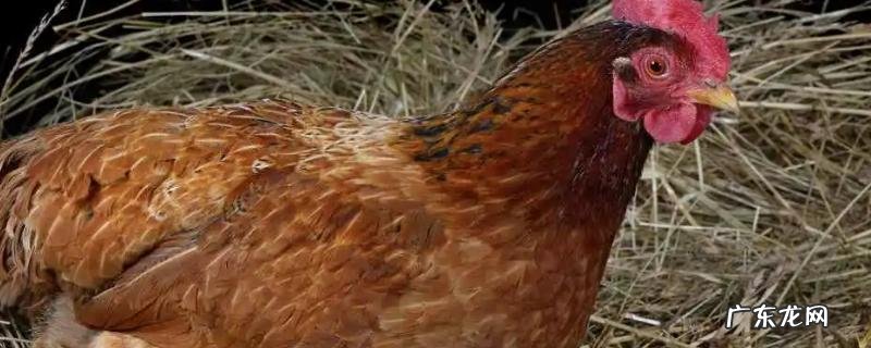 母鸡孵小鸡几天吃一次食物